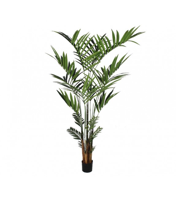 Kentia
