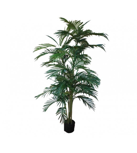 Areca