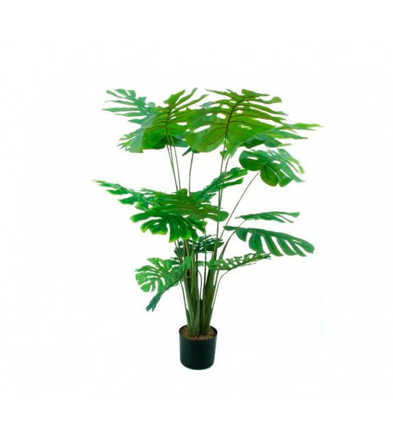 Monstera