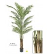 Areca Palm