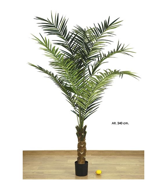 King palm